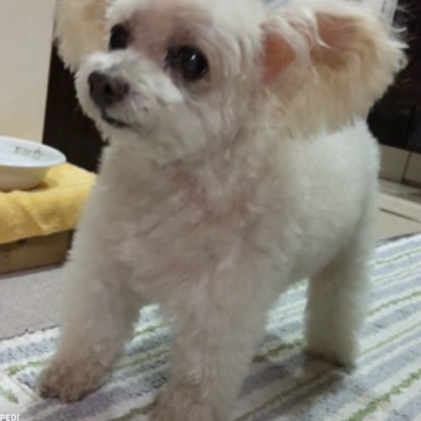 みみちゃん