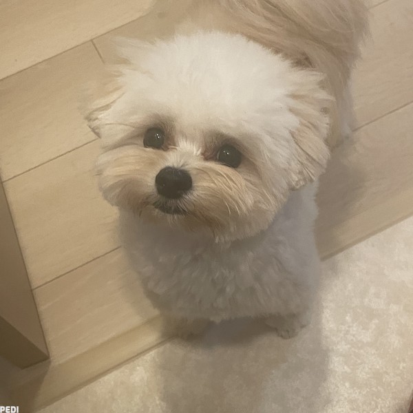 てこくん