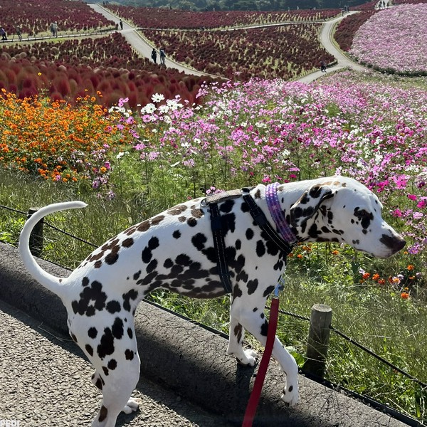 いちごちゃん