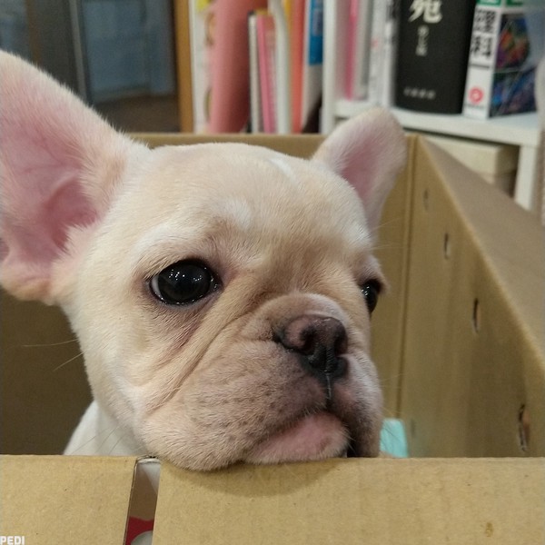 びぃくん