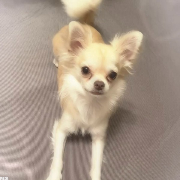 ろあくん