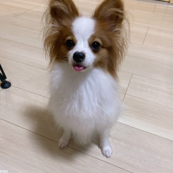 りんくん