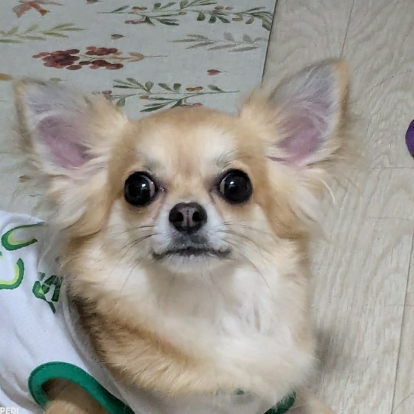 福くん