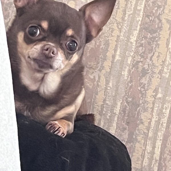 モコちゃん
