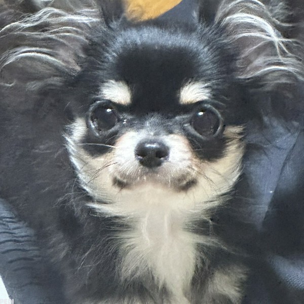 らびちゃん