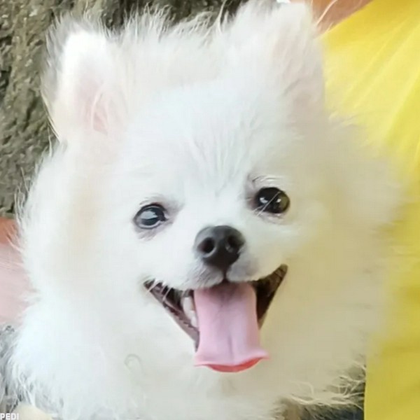 プティくん