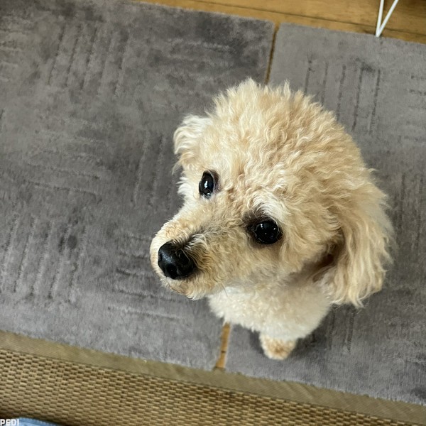ココくん