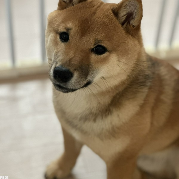 蓮翔くん