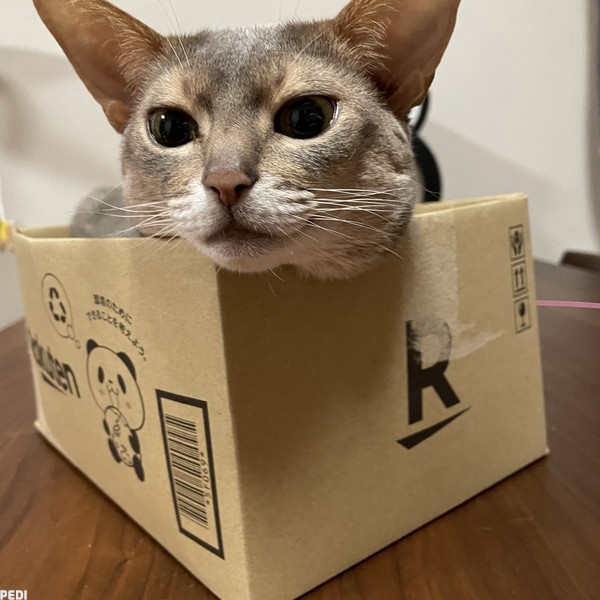 ルルちゃん