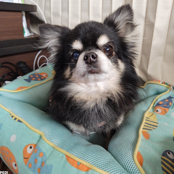 mocoくん