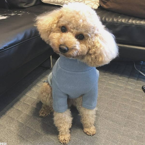 こむぎくん