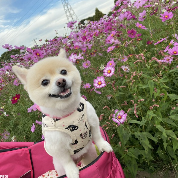 ラメちゃん