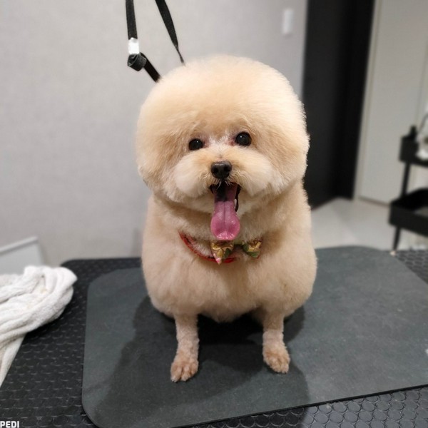 にこちゃん