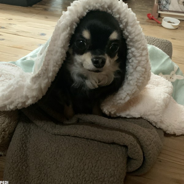 みみちゃん