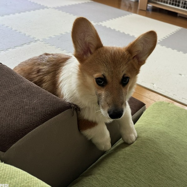 おでんくん