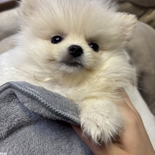 ぱんくん
