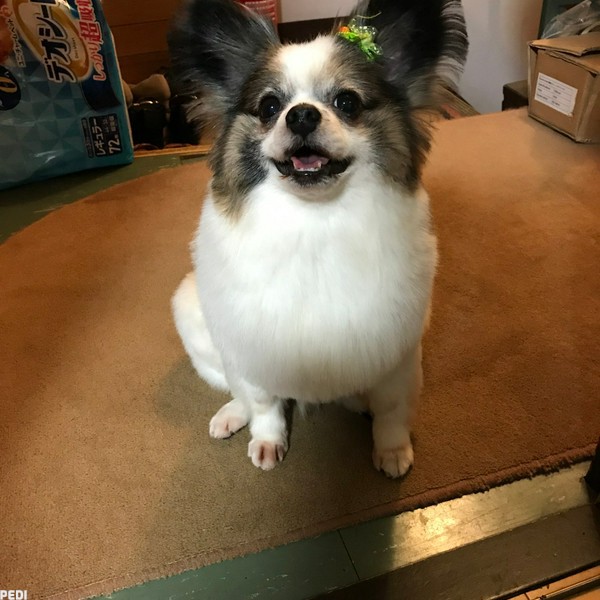 ウィルくん