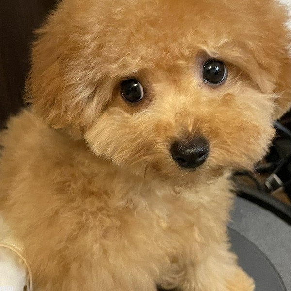 ココちゃん