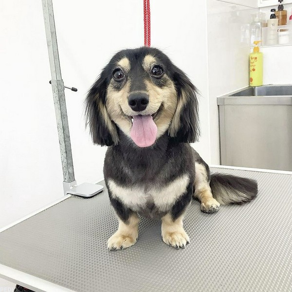 ビッケちゃん