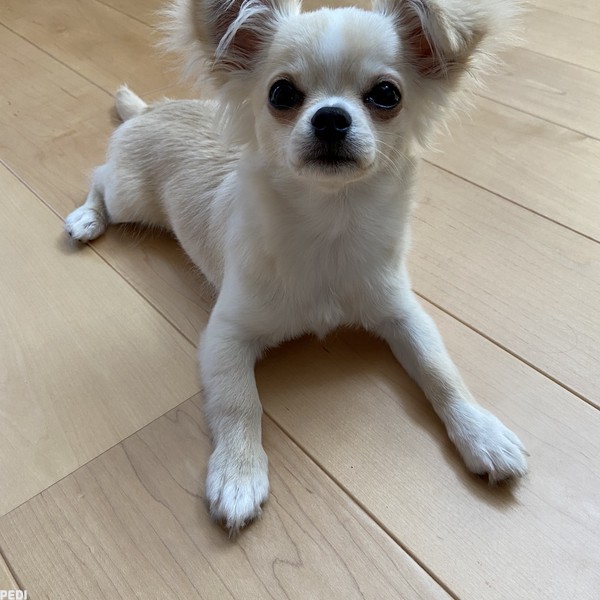 おもちくん