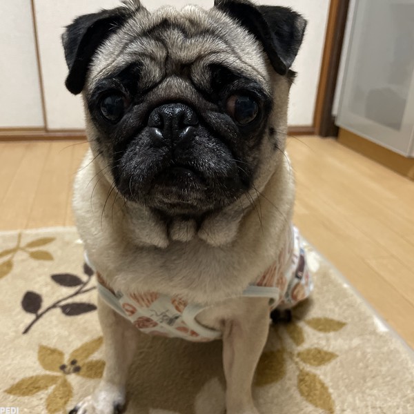 メイちゃん