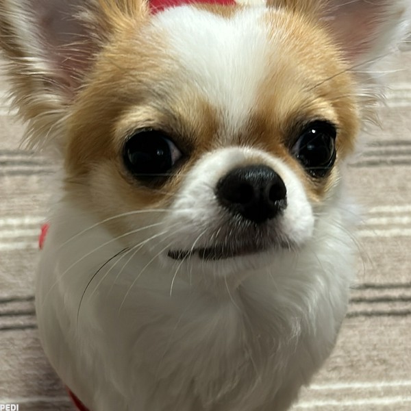 マッコリちゃん