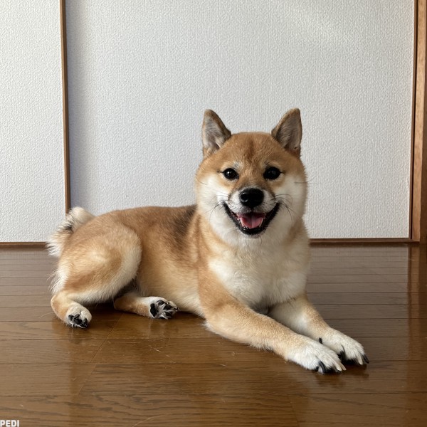 まるちゃん