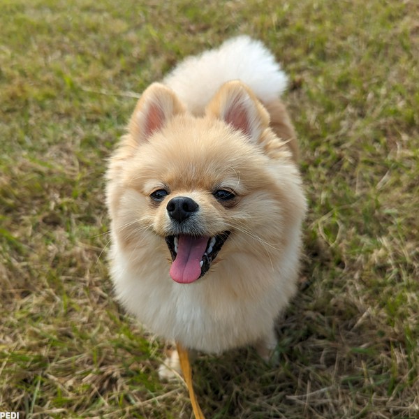 ビスケくん