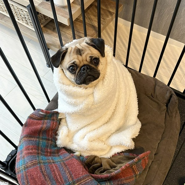 こむぎちゃん