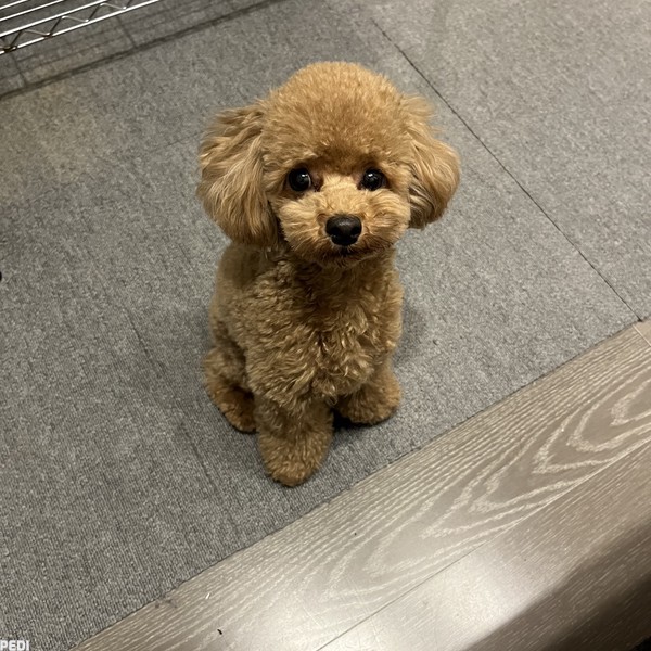 おこわくん