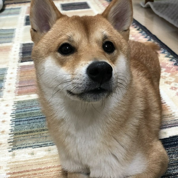 おもちくん
