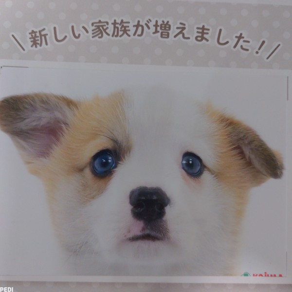 クリームくん