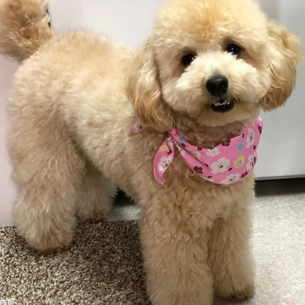 Hanaちゃん