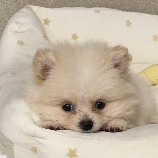 ポンタちゃん