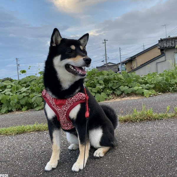 ひまちゃん
