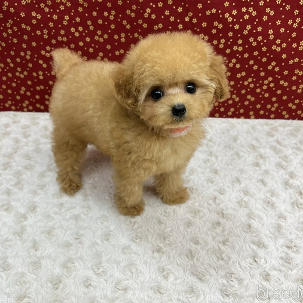 めるちゃん