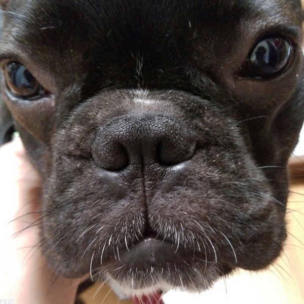 しし丸くん