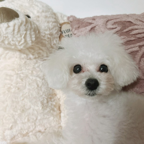 ふわたまくん