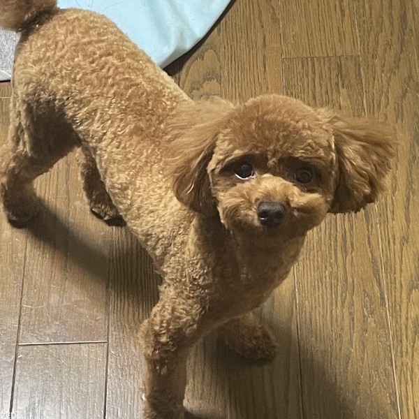 茶々丸くん