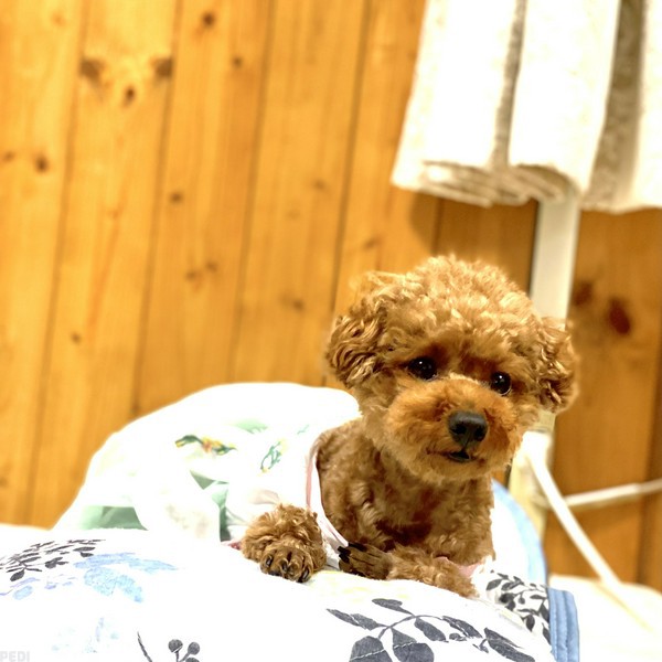 ちょこちゃん