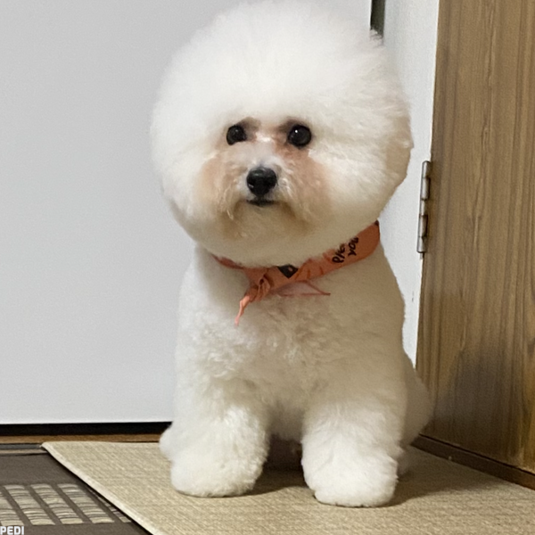 アムくん