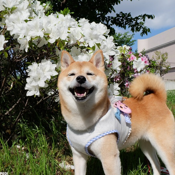 なつちゃん