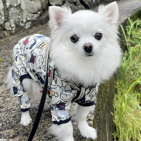 しろちゃん