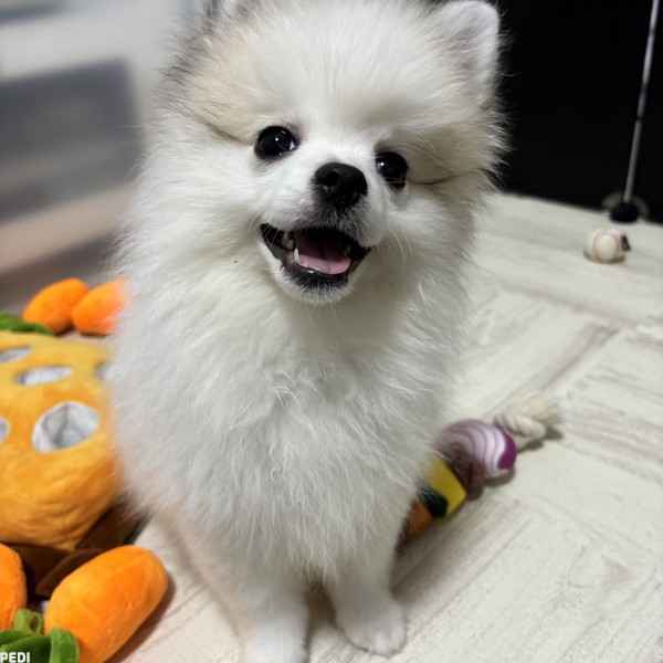 ハピくん