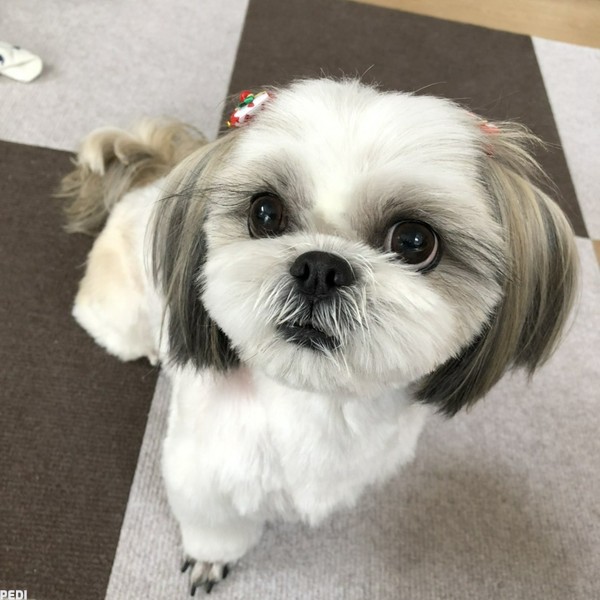 きなこちゃん