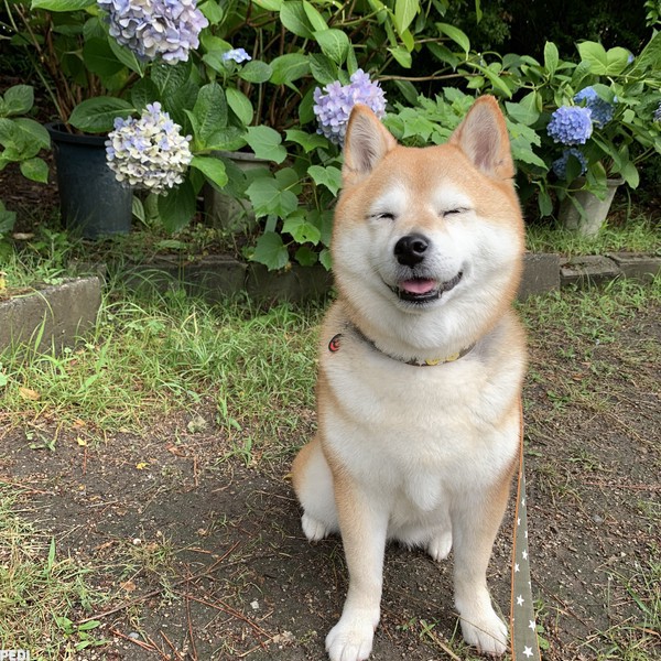 ちゃちゃちゃん