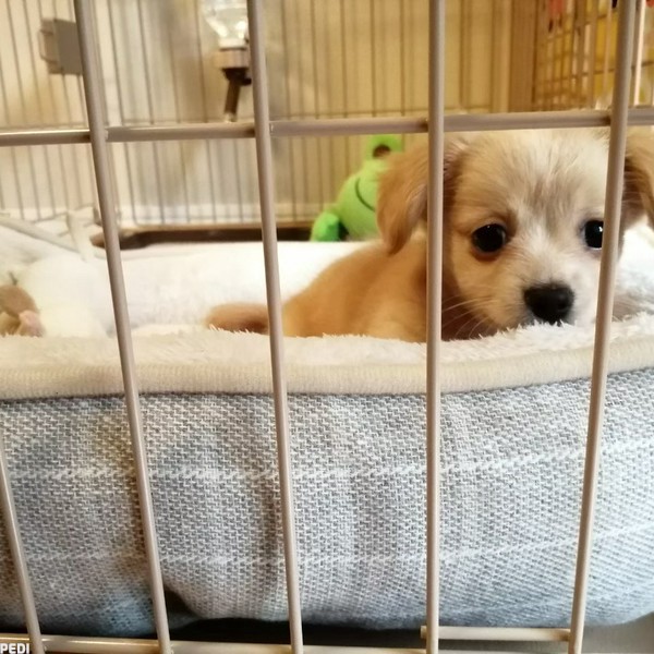 むぎちゃん