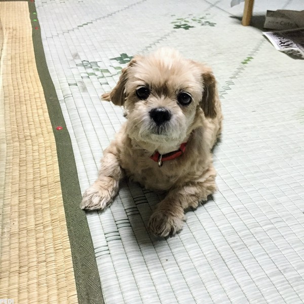 りぼんちゃん