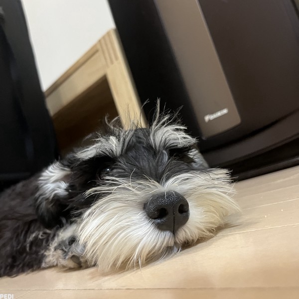 ぽぽくん