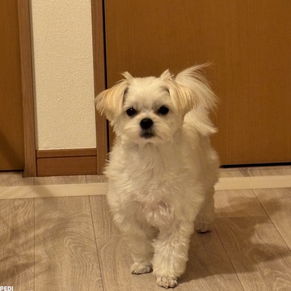 こっぴちゃん